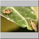 Chlorops sp - Gelbe Halmfliege 02 2-3mm.jpg